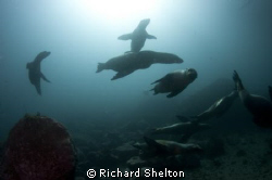 A reason for diving
Off of the Coronado Islands just sou... by Richard Shelton 